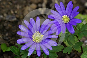 Anemone blanda