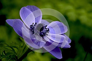 Anemone blanda