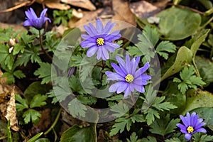 Anemone blanda blue