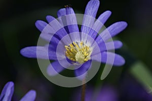 Anemone blanda Blue Shades