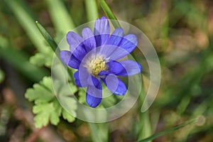 Anemone blanda Blue Shades