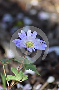 Anemone blanda Blue Shades