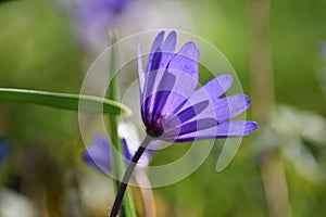 Anemone blanda Blue Shades