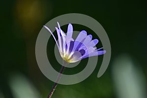 Anemone blanda Blue Shades