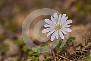 A close up of a white anemone blanda