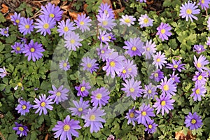 Anemone blanda flowers