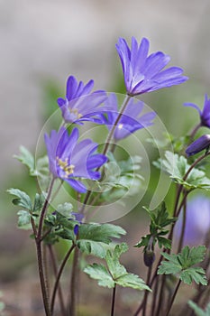 Anemone blanda Grecian winter windflower flowers in bloom, beautiful ornamental blue purple violet plant in bloom in springtime