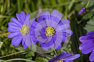 Anemone blanda Grecian winter windflower flowers in bloom, beautiful ornamental blue purple violet plant in bloom in springtime