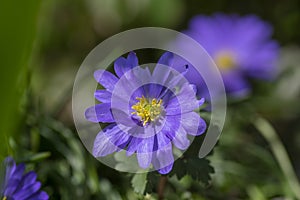 Anemone blanda Grecian winter windflower flowers in bloom, beautiful ornamental blue purple violet plant in bloom in springtime