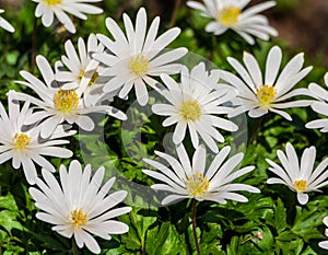 Anemone blanda white splendour, a group of white flowers