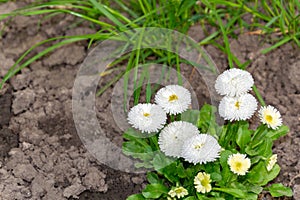 anemone blanda white splendour, white flowers, three pieces grow in the garden photo