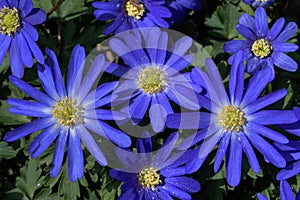 Anemone Blanda or winter windflower in garden.