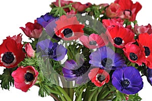 Anemone Bouquet