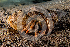 Anemone Carrier Hermit Crab in the Red Sea