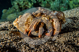 Anemone Carrier Hermit Crab in the Red Sea