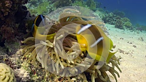 Anemone and clownfish on background of underwater sandy bottom in Red sea.