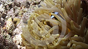 Anemone and clownfish on background of underwater sandy bottom in Red sea.