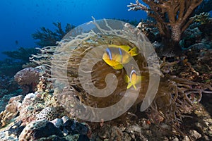 Anemone and clownfish in the Red Sea.
