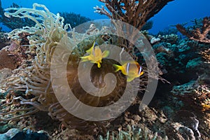 Anemone and clownfish in the Red Sea.