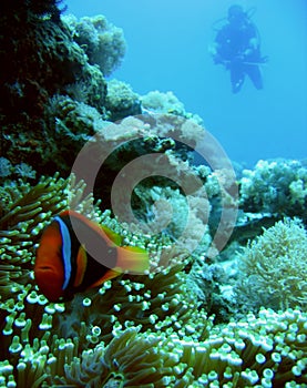 anemone clownfish coral reef scuba diver philippines