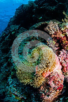 Anemone, clownfish, soft coral in Banda, Indonesia underwater photo