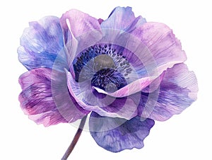 Anemone colorful flower watercolor isolated on white background