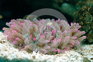Anemone (Condylactis gigantea)