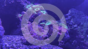 Anemone and corals in blue underwater life