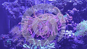 Anemone and corals in blue underwater life