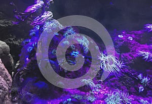 Anemone corals underwater