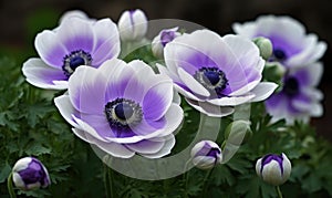 A beautiful photograph of Anemone coronaria photo