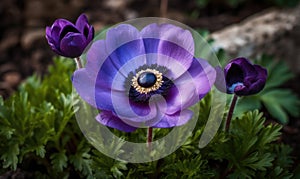 A beautiful photograph of Anemone coronaria photo