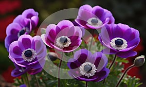 A beautiful photograph of Anemone coronaria photo