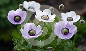 A beautiful photograph of Anemone coronaria photo