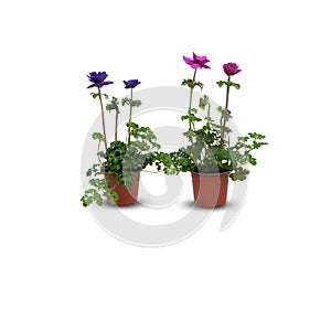 Anemone coronaria Animo Pink Indoor plants in pots cut out isolated white background with clipping path photo