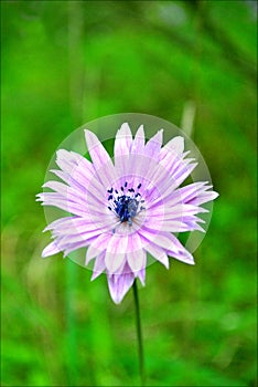 Anemone coronaria flower background and wallpapers in top high quality prints
