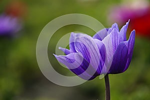 Anemone coronaria flower.