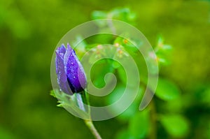 Anemone coronaria flower photo