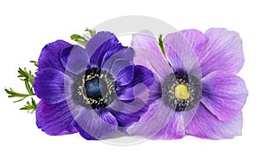 Anemone coronaria flowers