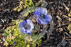 Anemone coronaria `Hollandia