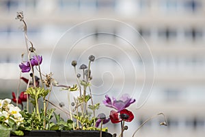 Anemone coronaria, known as anemone, is a species of flowering plant, native to the Mediterranean region and whose flowers are