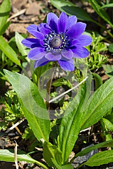 Anemone coronaria or poppy anemone photo