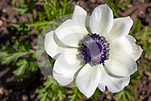 Anemone coronaria or poppy anemone photo