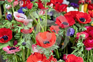 Anemone coronaria, poppy or windflower background, texture