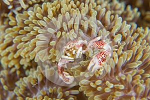 Anemone crab feeding