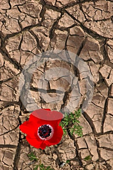 Anemone on a cracked mud background