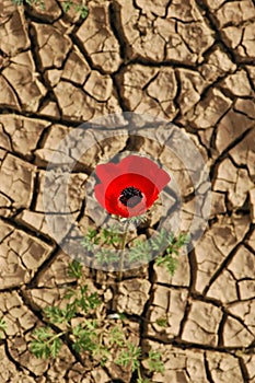 Anemone on a cracked mud background photo