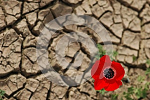 Anemone on a cracked mud background