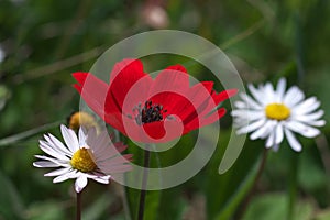 Anemone and daisy - close up