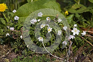 ANEMONE DES BOIS anemone nemorosa